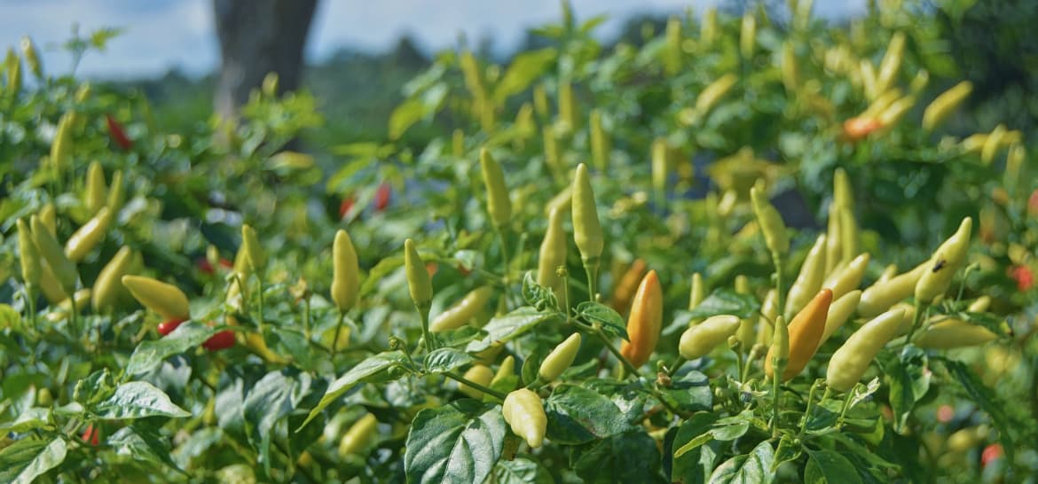 SUKA PEDAS? BERIKUT 8 MANFAAT CABAI UNTUK KESEHATAN